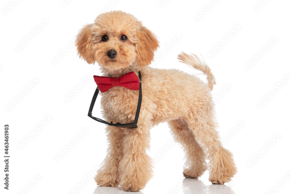 cute poodle dog posing with his sunglasses and bowtie