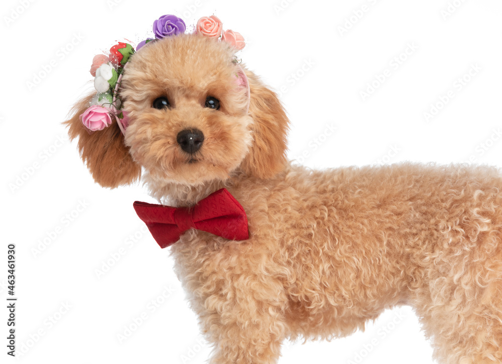 caniche dog wearing flowers on his head caniche dog wearing flowers on his head