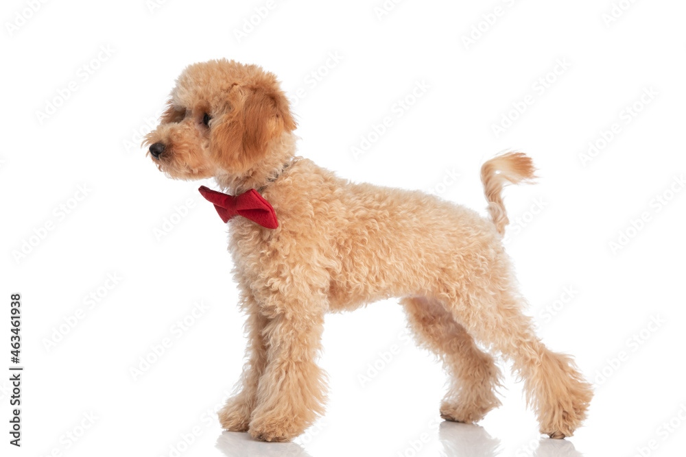 small caniche dog standing and looking to the side - obrazy, fototapety, plakaty 