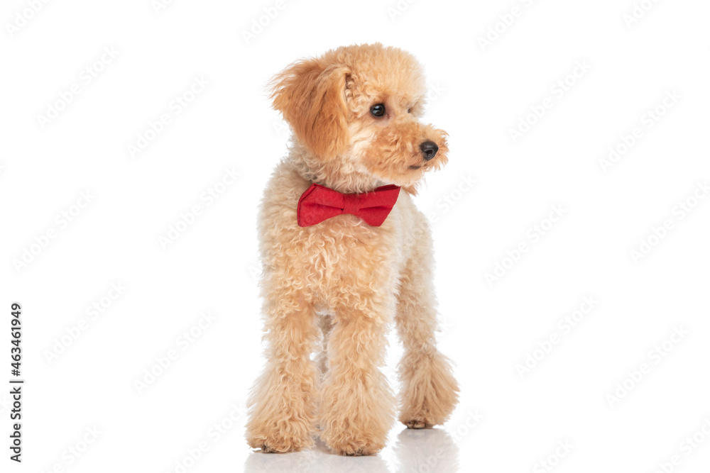 caniche dog standing one way and looking the opposite