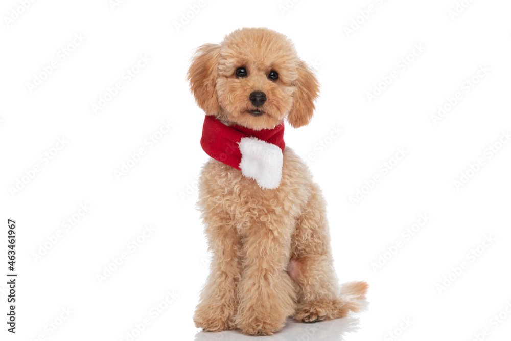 sweet caniche dog wearing a scarf at his neck sweet caniche dog wearing a scarf at his neck