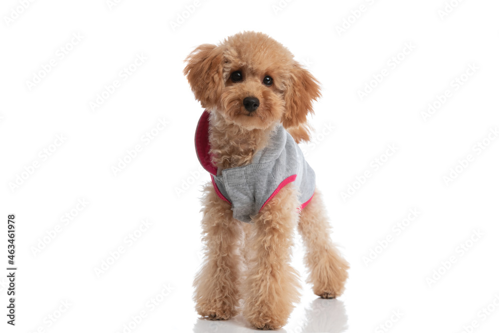sweet caniche dog just standing and looking at the camera sweet caniche dog just standing and looking at the camera