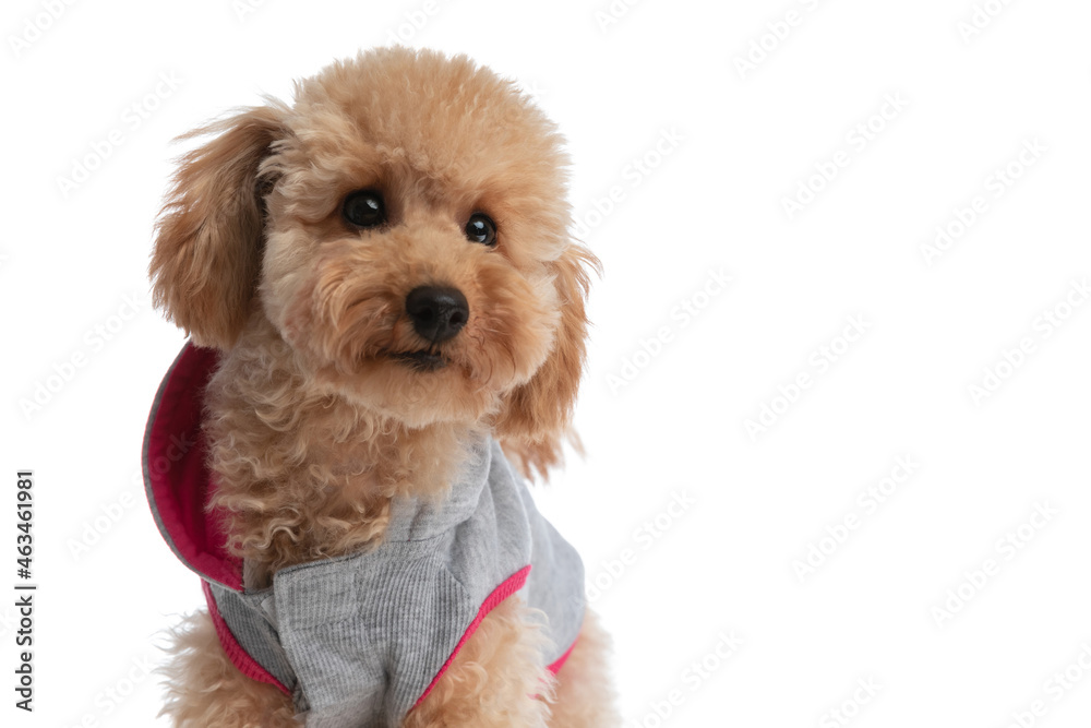 beautiful caniche dog looking at the camera beautiful caniche dog looking at the camera
