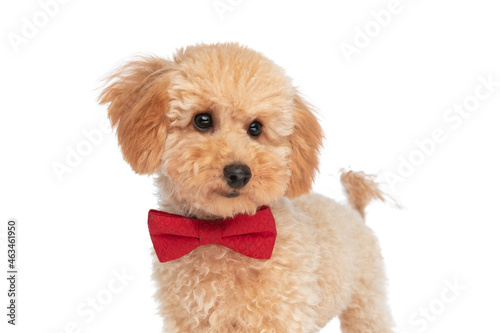 elegant caniche dog is wearing a red bowtie