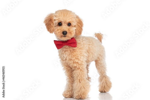 beautiful caniche dog posing with style, wearing a red