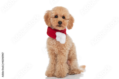 sweet caniche dog wearing a scarf at his neck