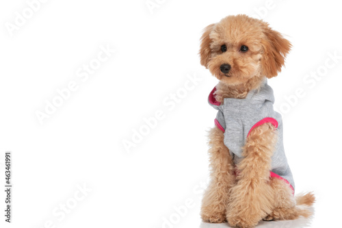 little adorable caniche dog being cute in his nice hoodie
