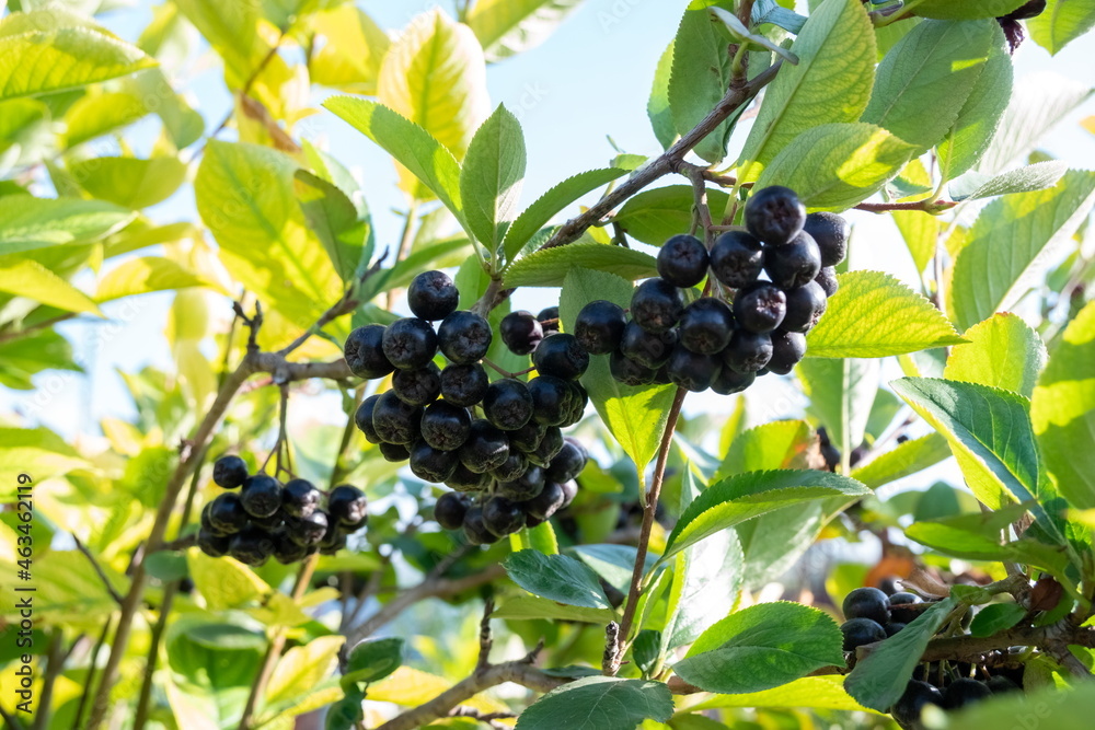 Ripe bunches of black mountain ash hang on a branch against the backdrop of foliage on a sunny day. Ripe bunches of black mountain ash hang on a branch against the backdrop of foliage on a sunny day.