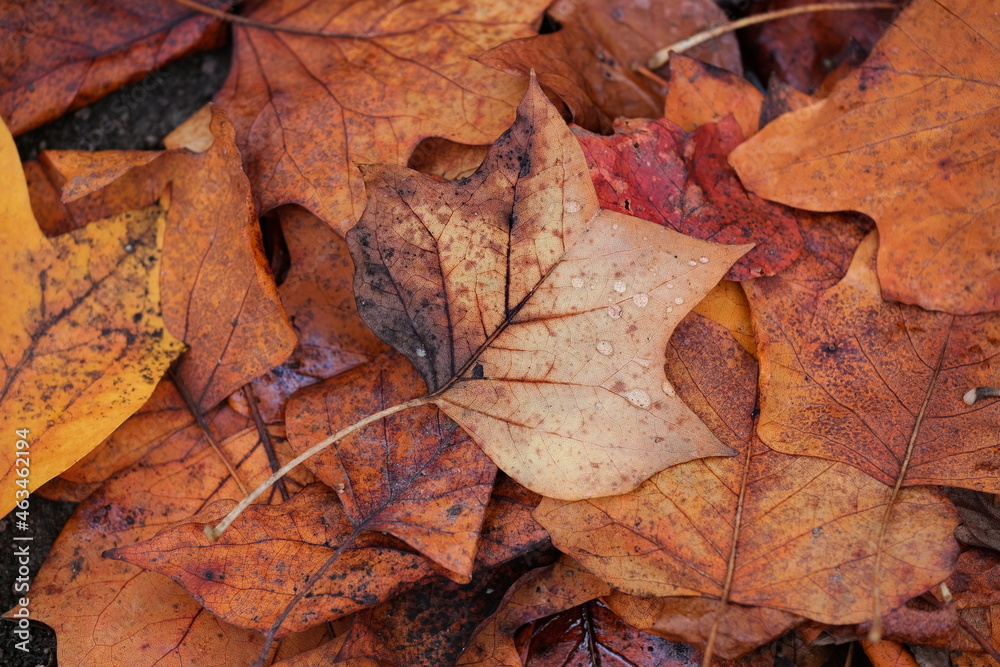 Blatt mit Tropfen auf anderen Blättern liegend Blatt mit Tropfen auf anderen Blättern liegend