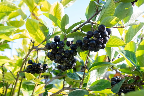 Ripe bunches of black mountain ash hang on a branch against the backdrop of foliage on a sunny day.