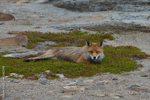 Photo of the Fox in the grass (Rybachy Peninsula, Russia)