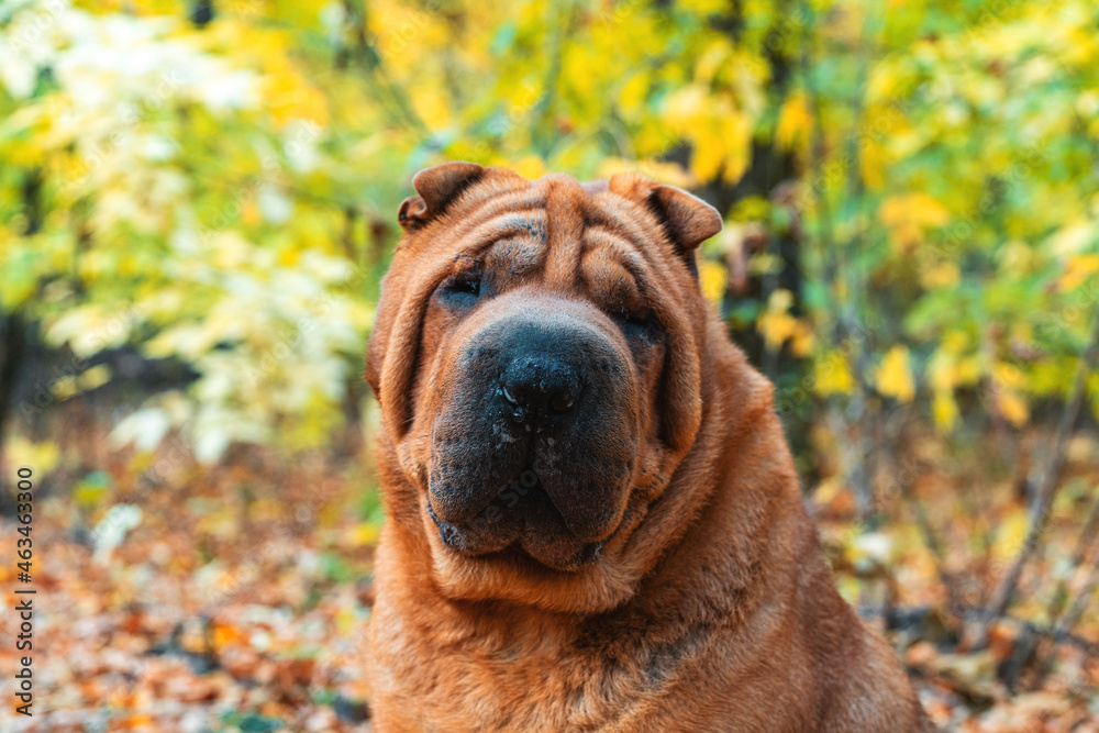 Shar Pei stands in the autumn forest Shar Pei stands in the autumn forest