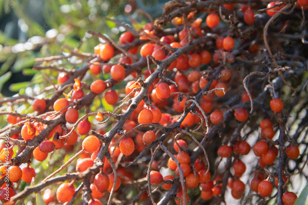 Die Früchte des Sanddorns, Hippophae rhamnoides, sind für ihren hohen Vitamin-C-Gehalt bekannt. Die Beeren werden oft als Marmelade und Saft verarbeitet.