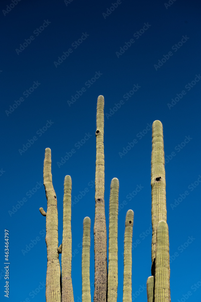 Tops Of Saguaro Cactus With Birds Nests On Blue Sky
