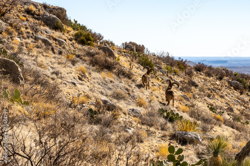 Two Male Barbury Sheep Run Along Rock Ridge of Guadalupe Mountains