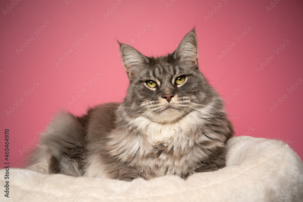 blue tabby maine coon cat with yellow eyes resting on comfortable pet bed looking at camera on pinks background
