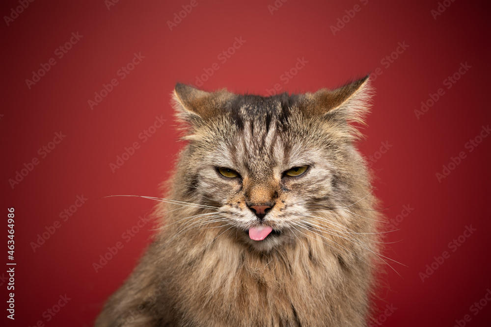 angry tabby norwegian forest cat sticking out tongue on red background folding back ears