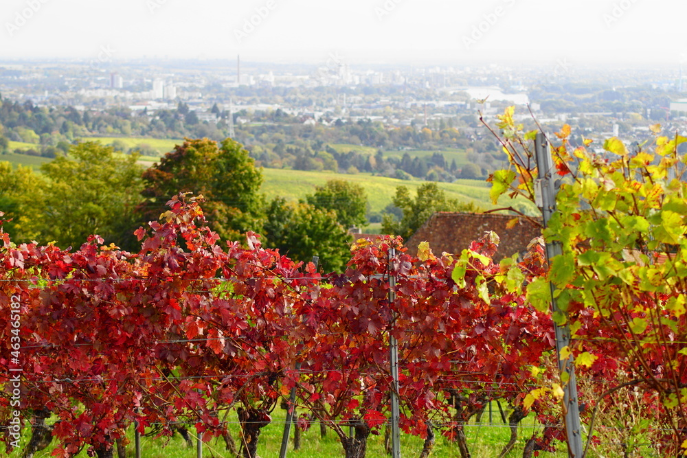 Toller Blick nach Mainz in Rheinland-Pfalz vom Rheingau in Hessen aus über herbstliche Weinreben
