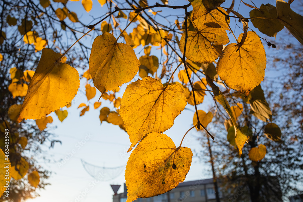 Yellow bright autumn leaves against the background of a clear blue sky.