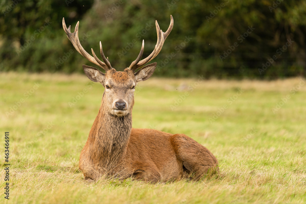 Close-up photo of a young red deer sitting in the grassland during the rutting season in autumn.