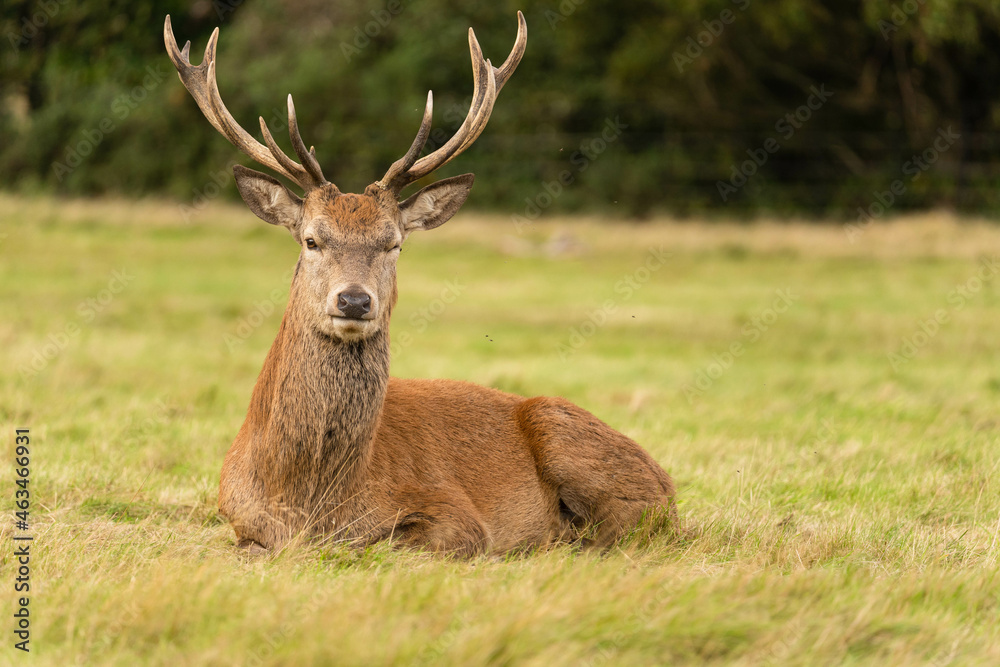 Close-up photo of a young red deer sitting in the grassland during the rutting season in autumn. Close-up photo of a young red deer sitting in the grassland during the rutting season in autumn.