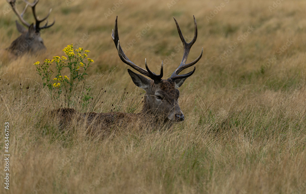 Close-up photo of a red deer sitting between the bushes during the rutting season in autumn. Close-up photo of a red deer sitting between the bushes during the rutting season in autumn.