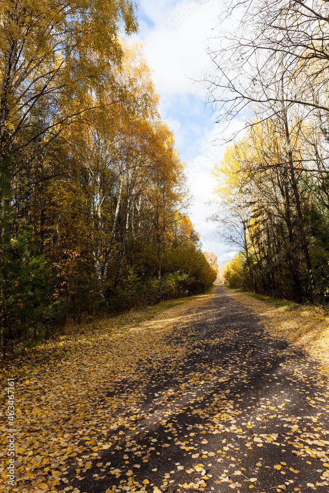 a quiet road in the autumn season