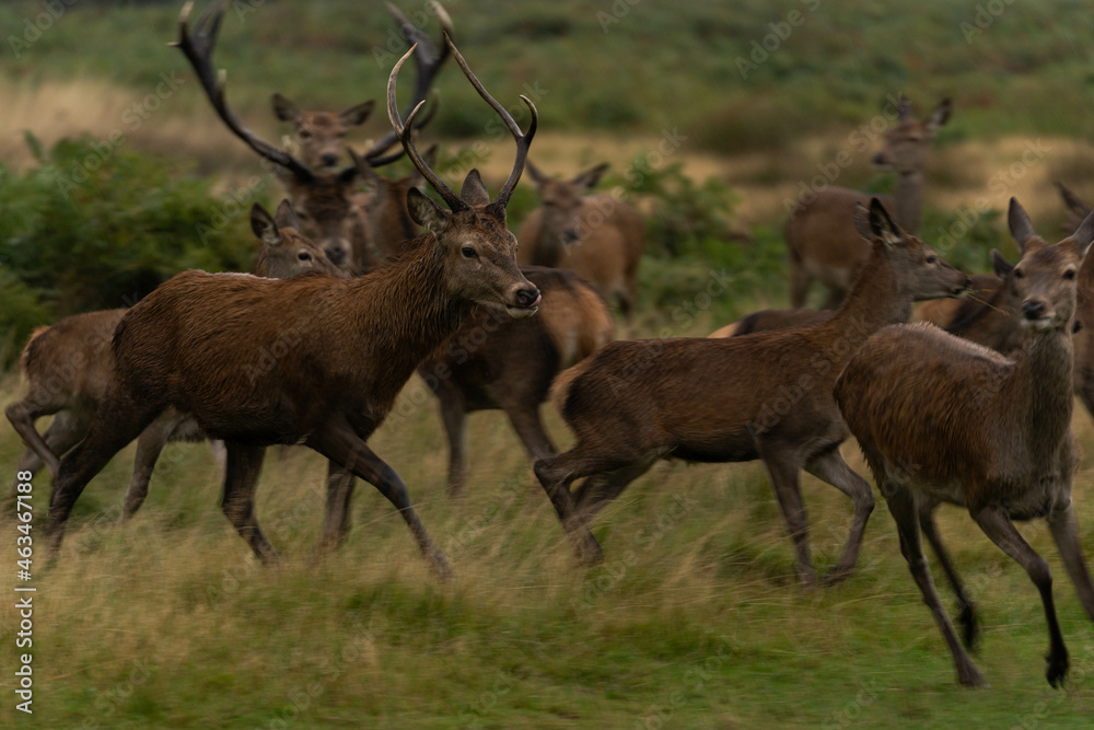 Photo of a red deer protecting hinds from other males that are trying to mate with them during rutting season.