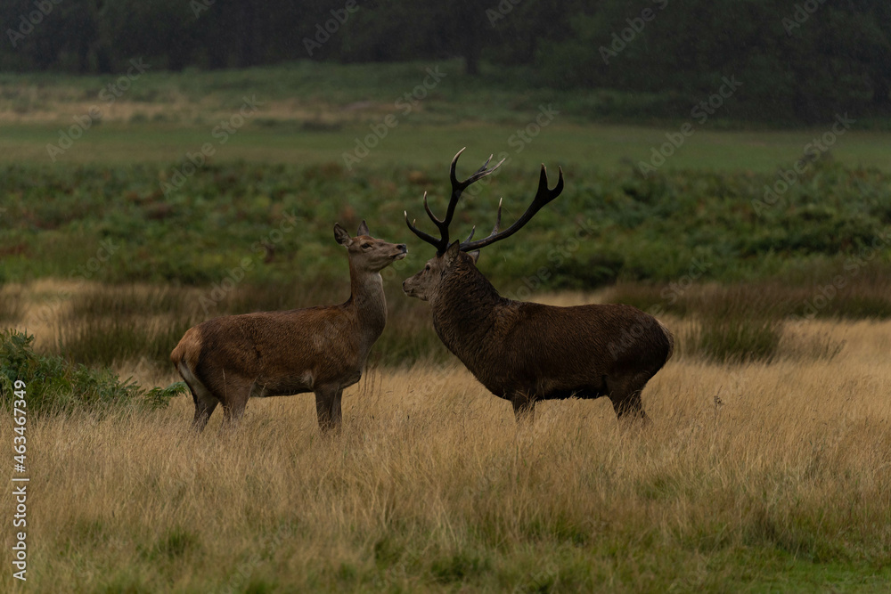 Photo of an adult red deer mating with a doe during the rutting season in autumn.