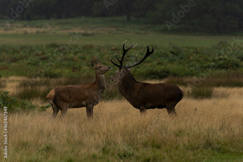 Canvas Print Photo of an adult red deer mating with a doe during the rutting season in autumn