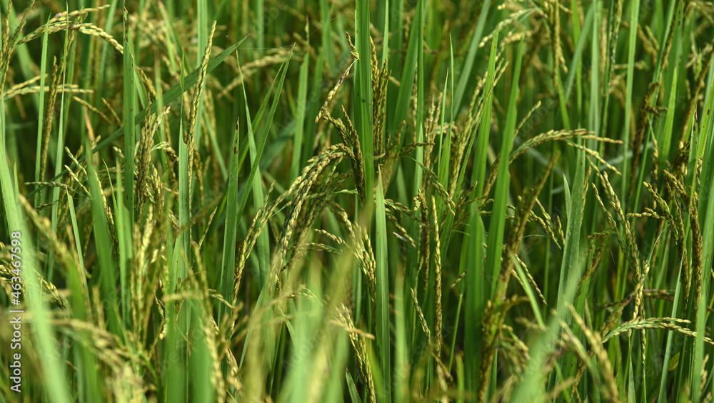 newly grown fresh rice plants background. newly grown fresh rice plants background.