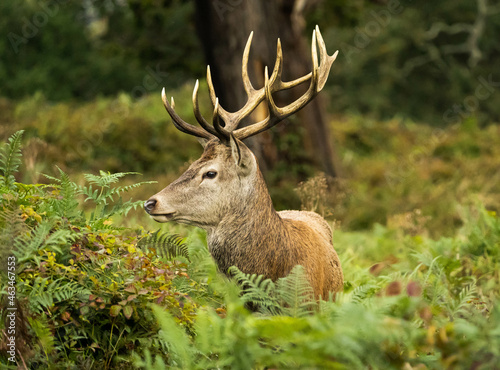 Close-up photo of a red deer sitting between the bushes during the rutting season in autumn.