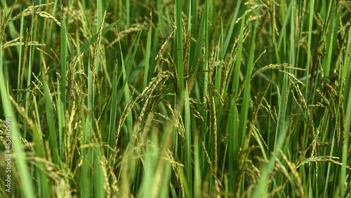 newly grown fresh rice plants background.