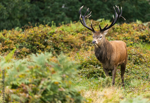 Close-up photo of a young red deer searching for hinds that are not mating with other males so he can procreate during the rutting season in autumn.