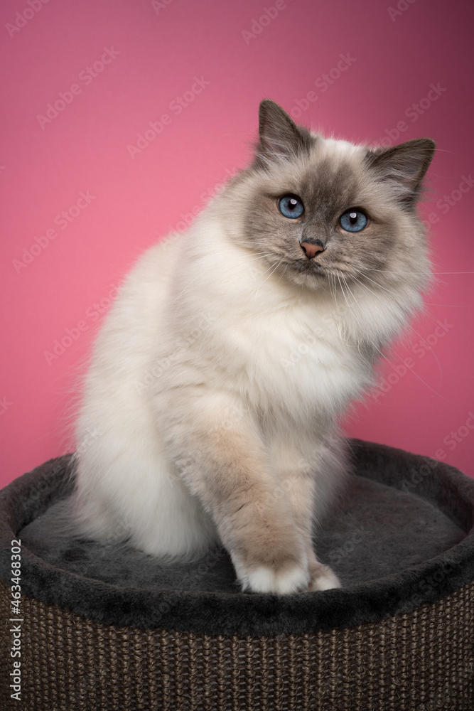 fluffy blue eyed point birman cat sitting on pet bed on pink background