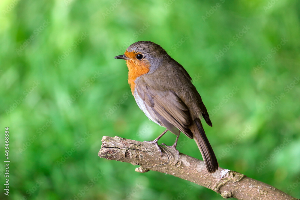 Isolated European robin bird with bright orange red feathers on chest. Isolated European robin bird with bright orange red feathers on chest.