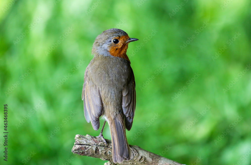 Isolated robin red breast Isolated robin red breast