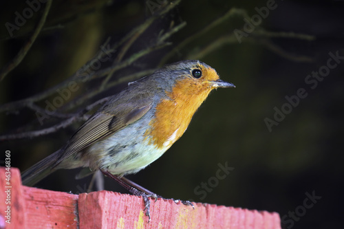 Photography Isolated robin redbreast bird Erithacus rubecula perched on garden fence with dark background
