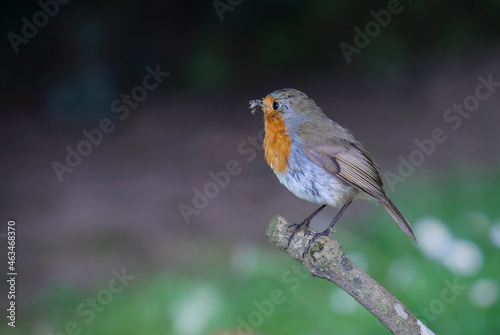 Robin redbreast bird with insect in beak and perched on tree branch. European robin or "Erithacus rubecula". Dark blurred background. Dublin, Ireland © Nicola.K.photos