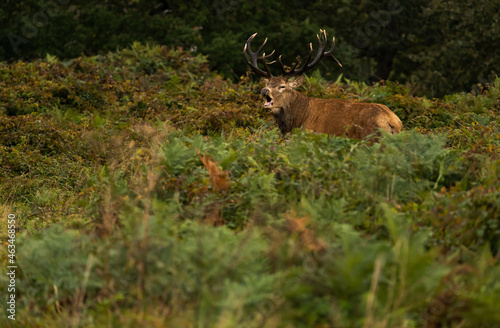 Close-up photo of an adult red deer roaring to attract females who want to mate with him during the rutting season.