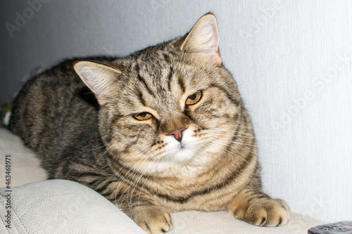 Closeup shot of a striped cat lying tired on a bed photo