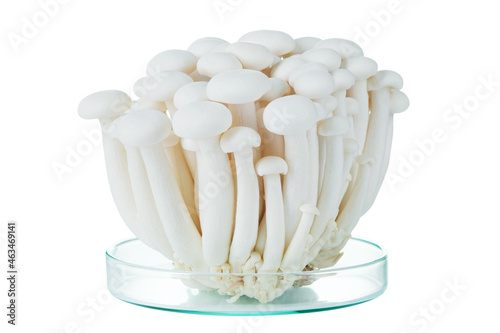 Fresh white Shimeji mushroom on a white background.