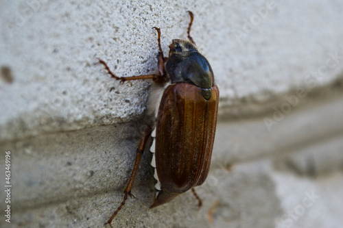 Closeup shot of a beetle (Melolontha) on a wall photo