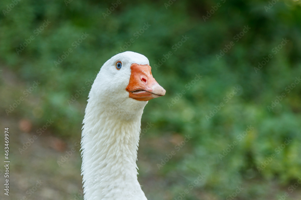 beautiful swans sit on green grass