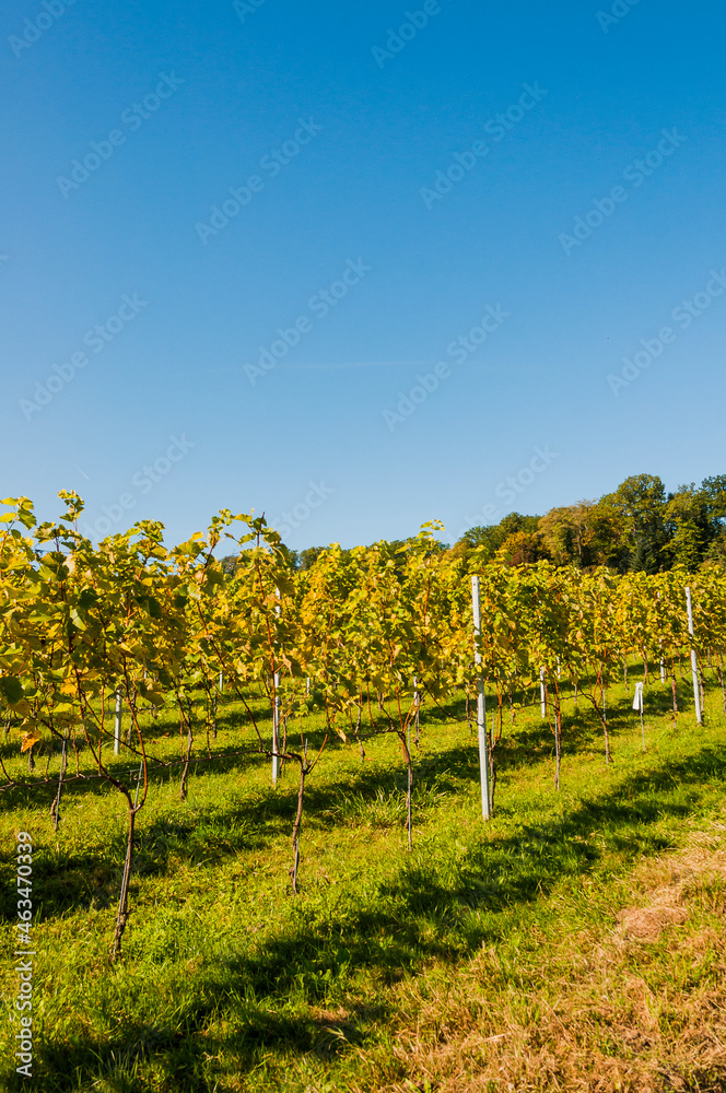 Naklejka premium Aesch, Klus, Weinberge, Rebbergweg, Pfeffingen, Birseck, Baselland, Wanderweg, Landwirtschaft, Herbst, Herbstfarben, Schweiz, Nordwestschweiz
