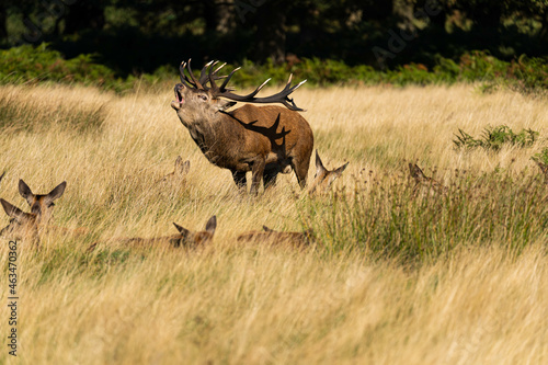 Canvas Print Photo of an adult red deer mating with a doe during the rutting season in autumn