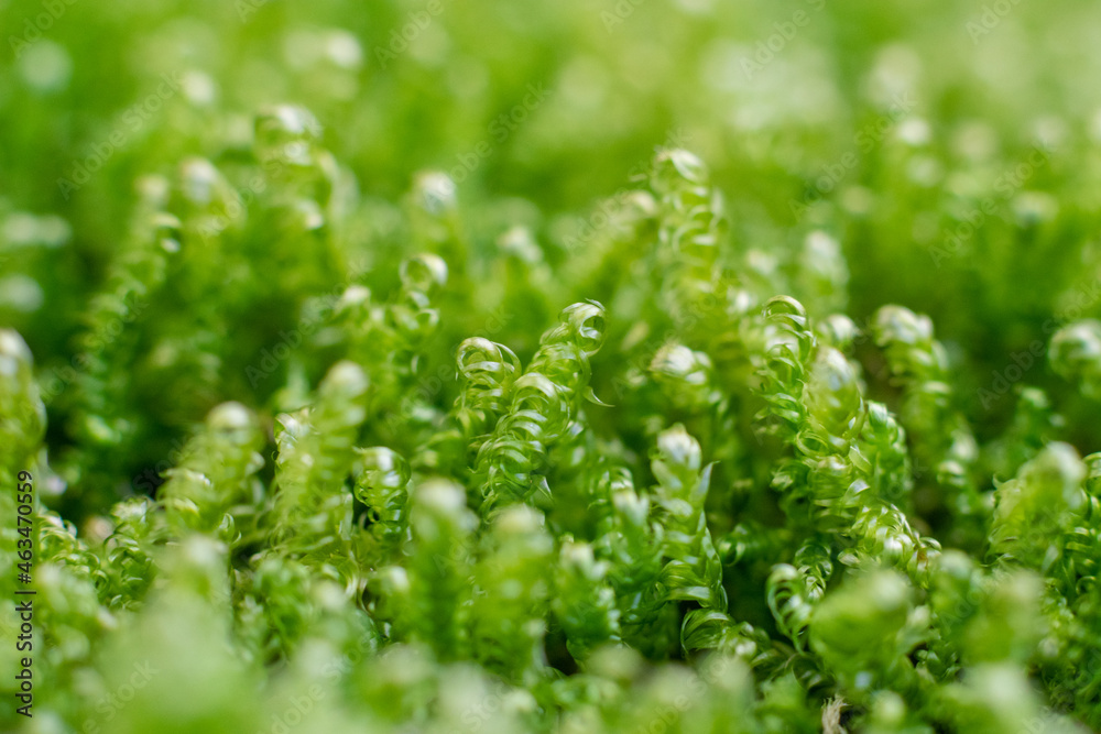Calliergonella lindbergii moss in the ground in forest. Macrophotography of plant with curly leaves Calliergonella lindbergii moss in the ground in forest. Macrophotography of plant with curly leaves