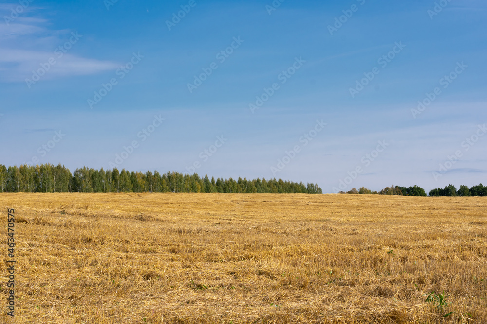 Agricultural field after reaping seasonal works. Harvesting and cultivation wheat plants. Landscape with forest, cloudy blue sky and golden yellow colored corn field