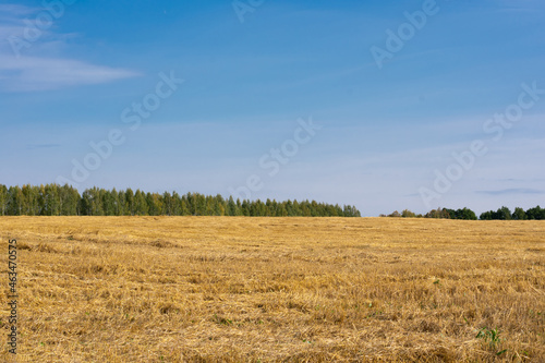 Agricultural field after reaping seasonal works. Harvesting and cultivation wheat plants. Landscape with forest  cloudy blue sky and golden yellow colored corn field