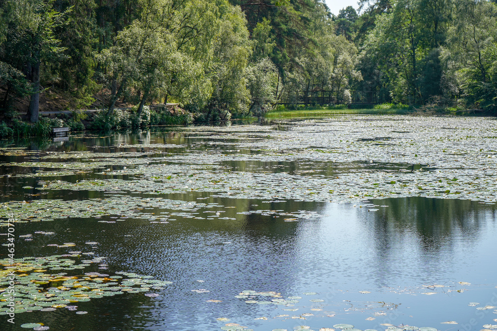 Lily pads floating on the surface of a lake Lily pads floating on the surface of a lake